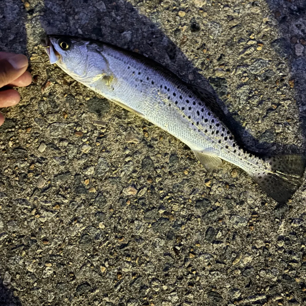 Spotted seatrout caught on Fishbrain
