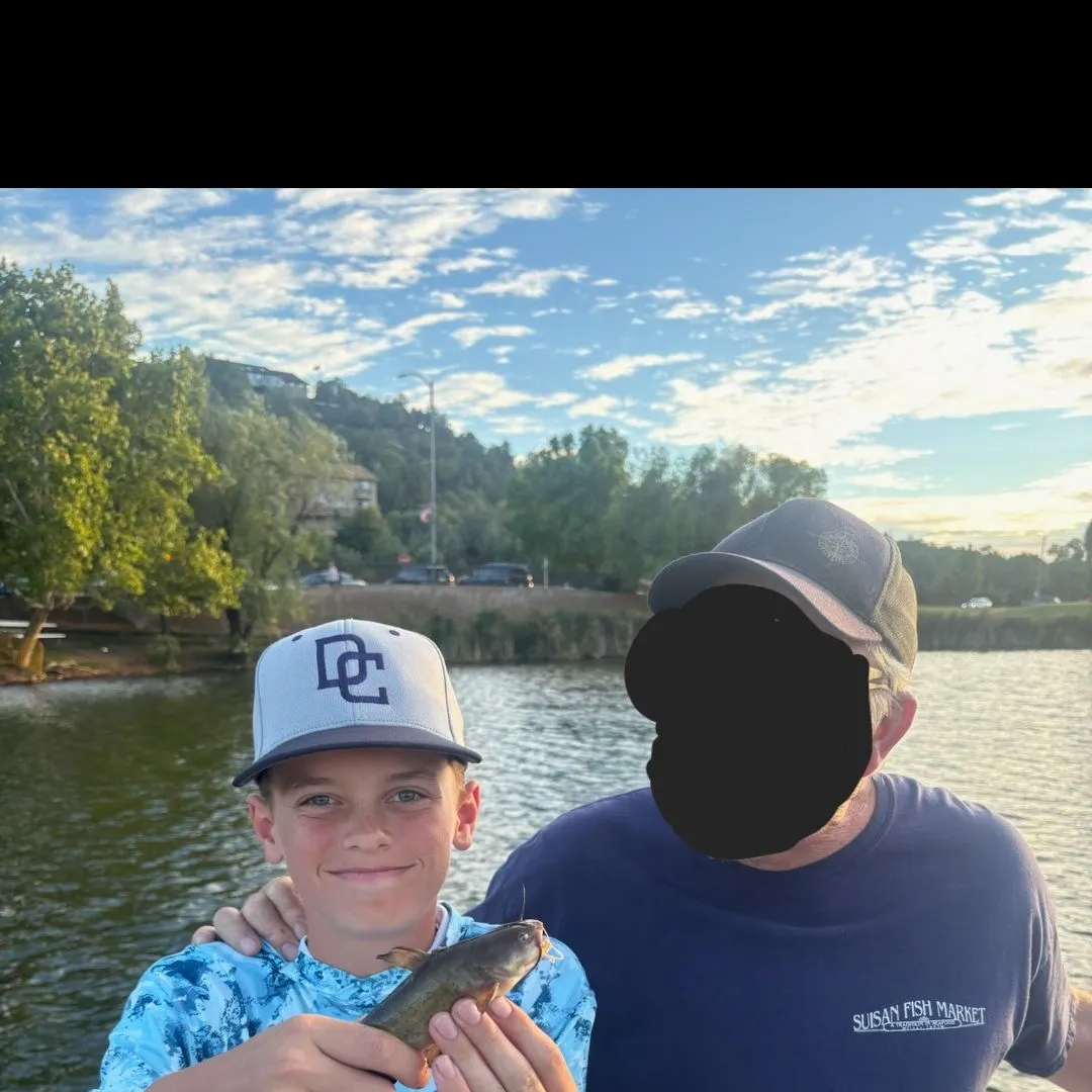 Yellow bullhead caught on Fishbrain
