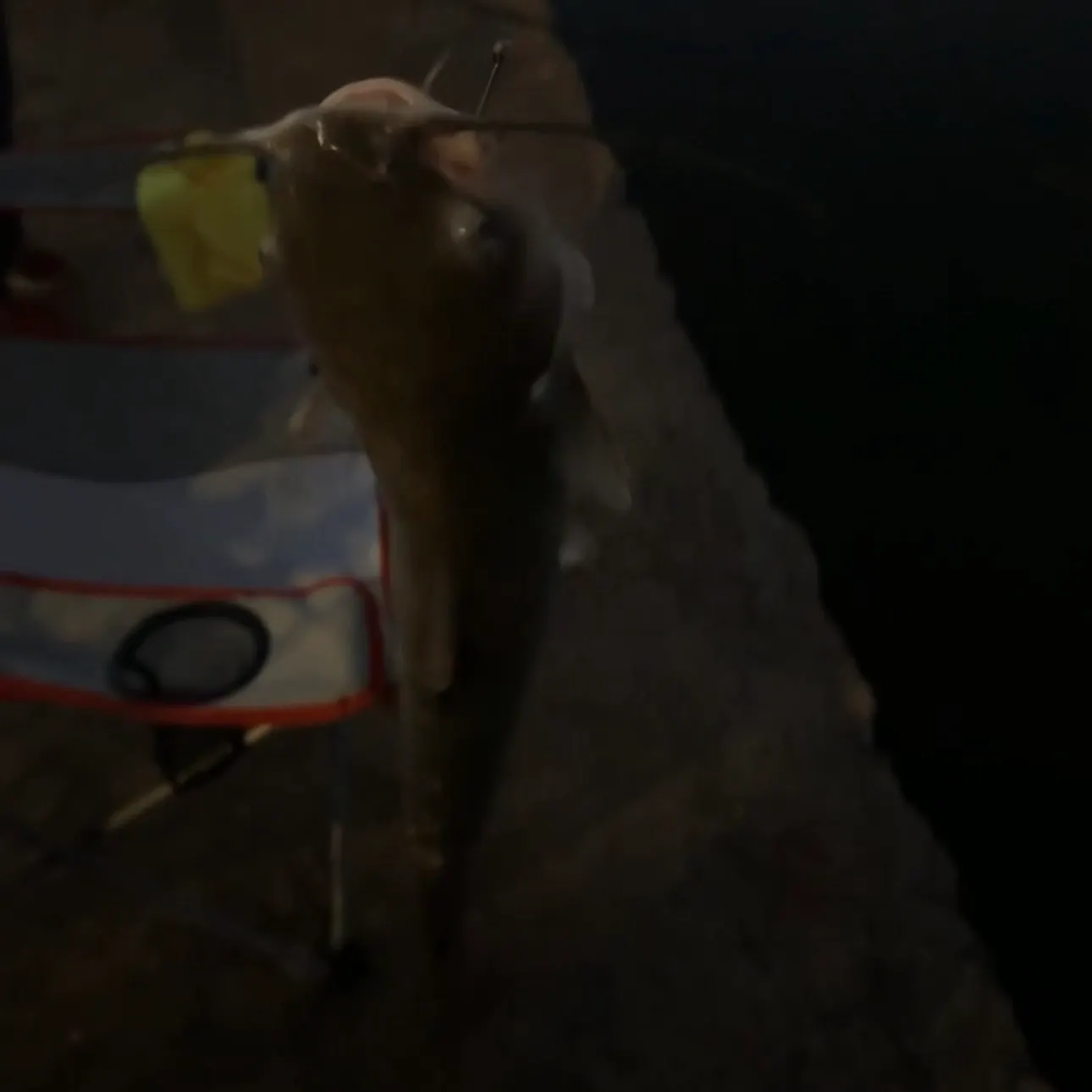 Channel catfish caught on Fishbrain