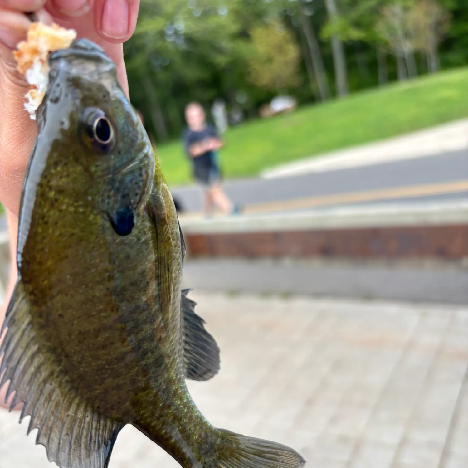 Bluegill caught on Fishbrain