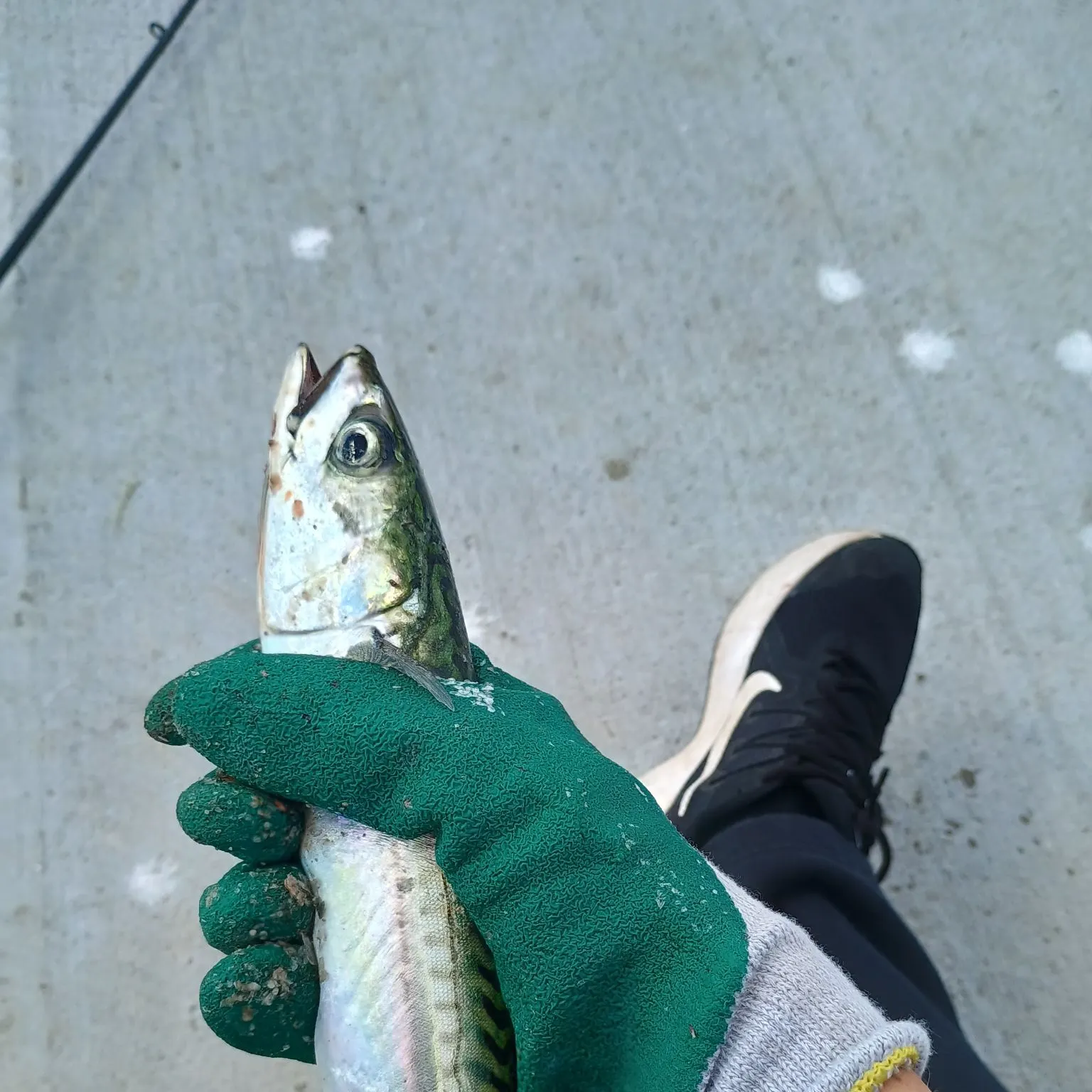 Atlantic mackerel caught on Fishbrain