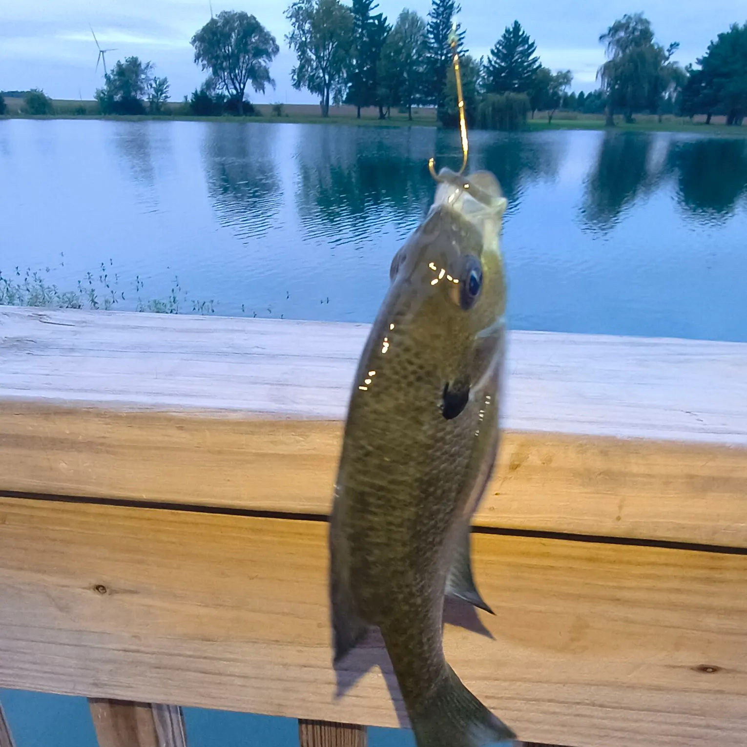 Bluegill caught on Fishbrain