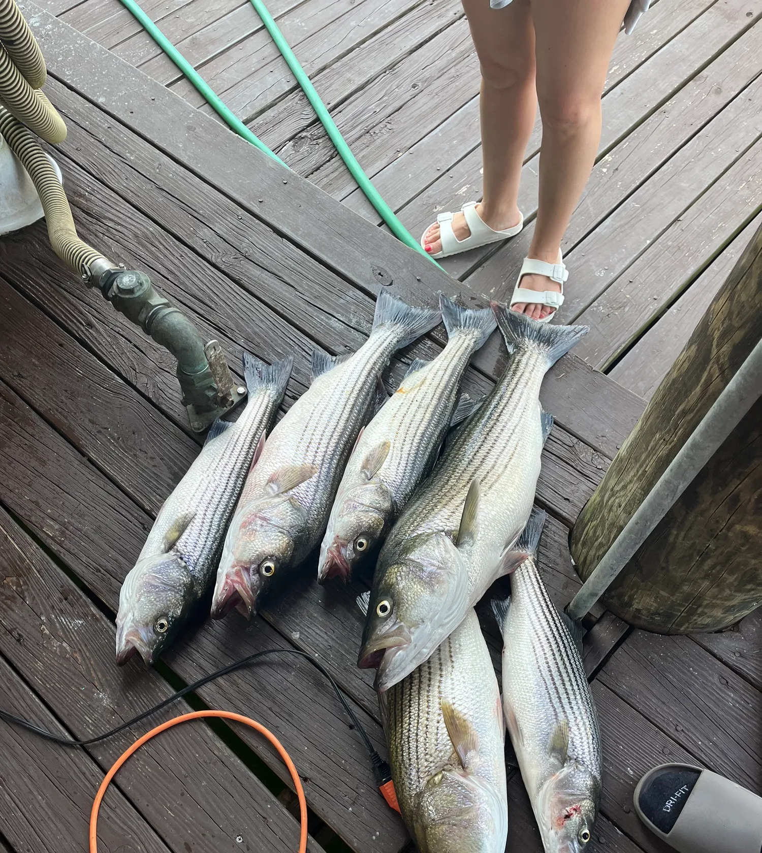 recently logged catches