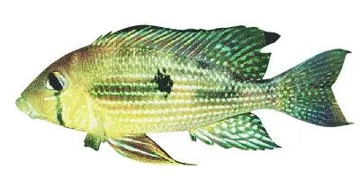 Pearl cichlid