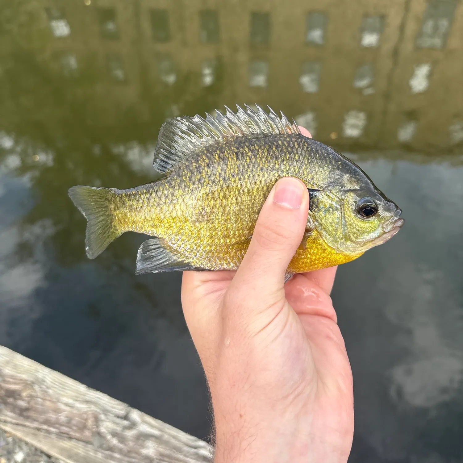 Bluegill caught on Fishbrain
