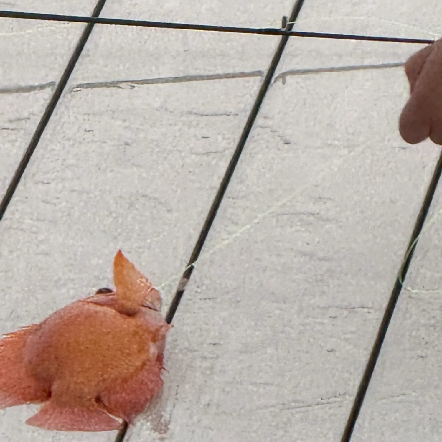 Fish caught on Fishbrain