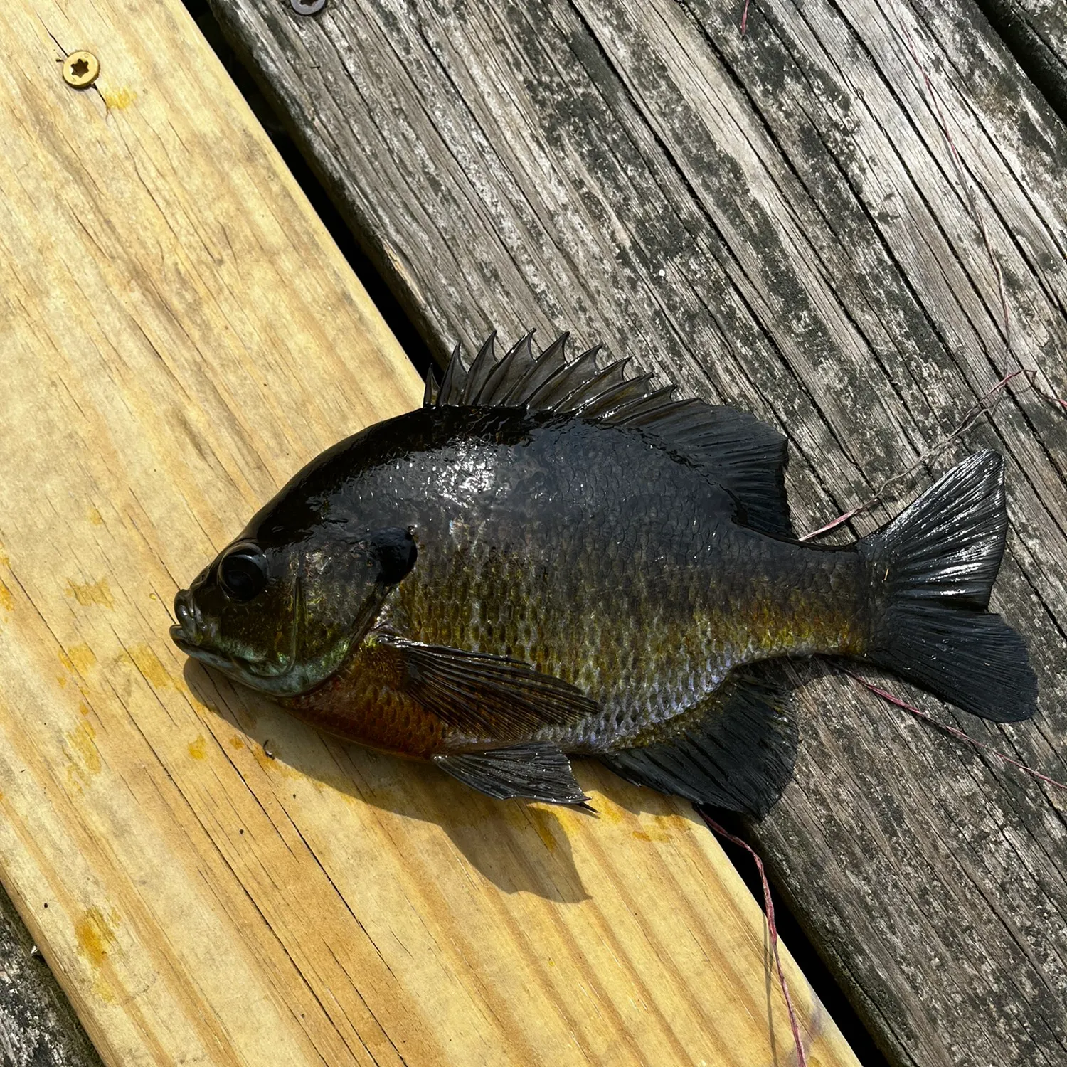 recently logged catches