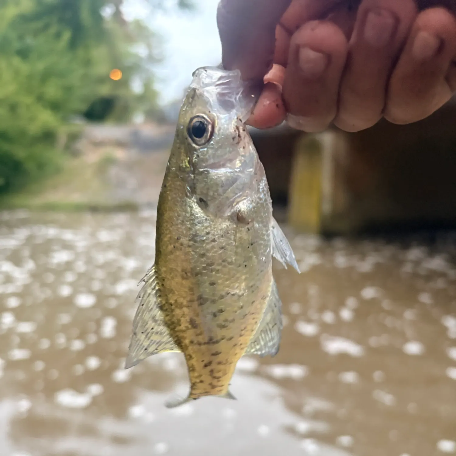 White crappie caught on Fishbrain