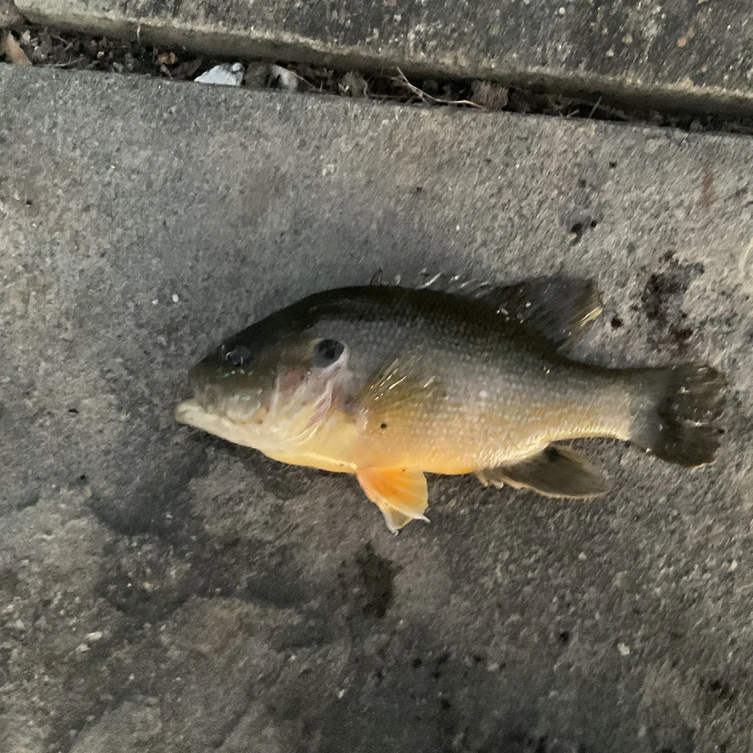Green sunfish caught on Fishbrain
