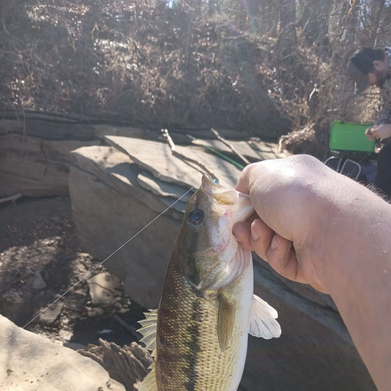 The most recent Alabama bass catches on Fishbrain