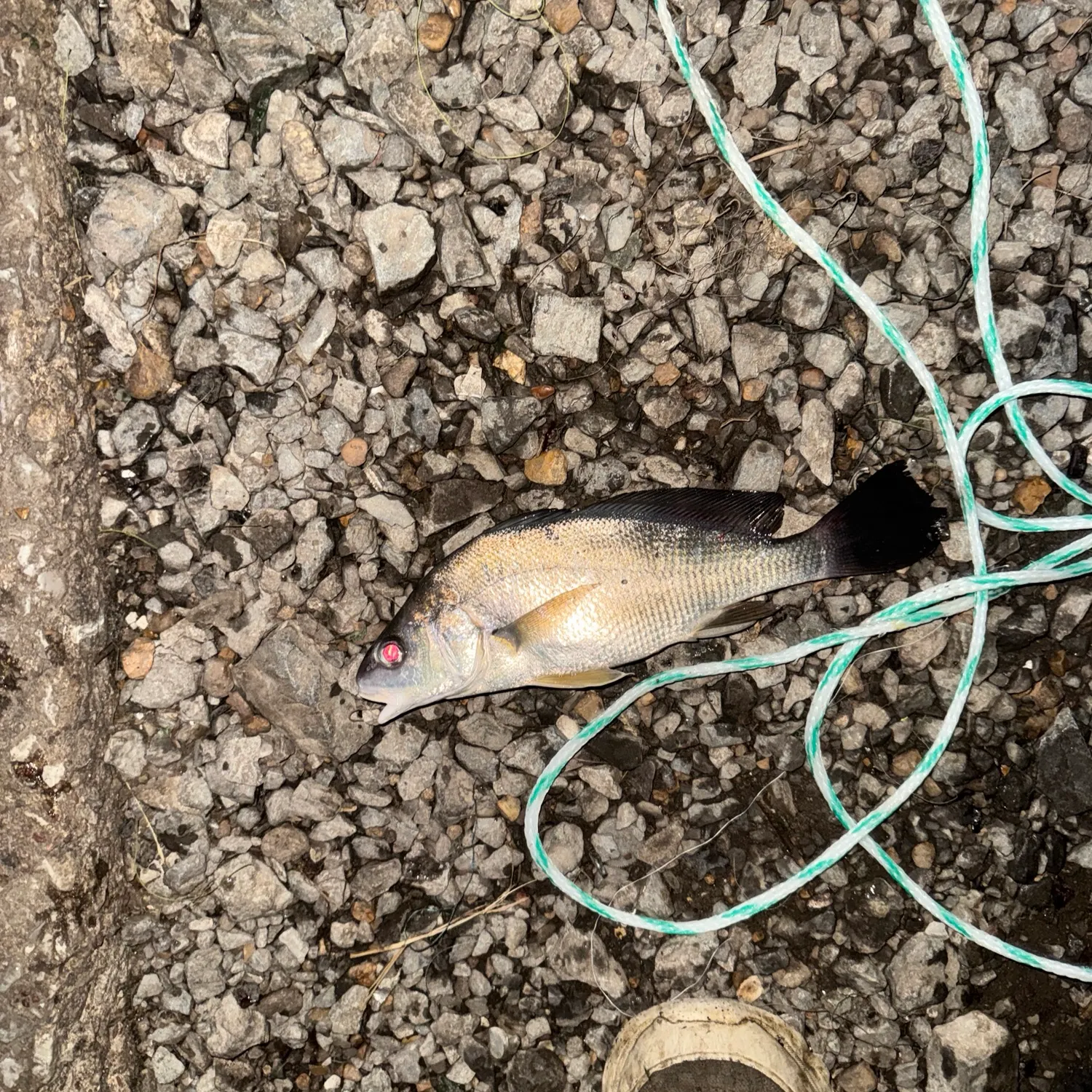 Freshwater drum caught on Fishbrain
