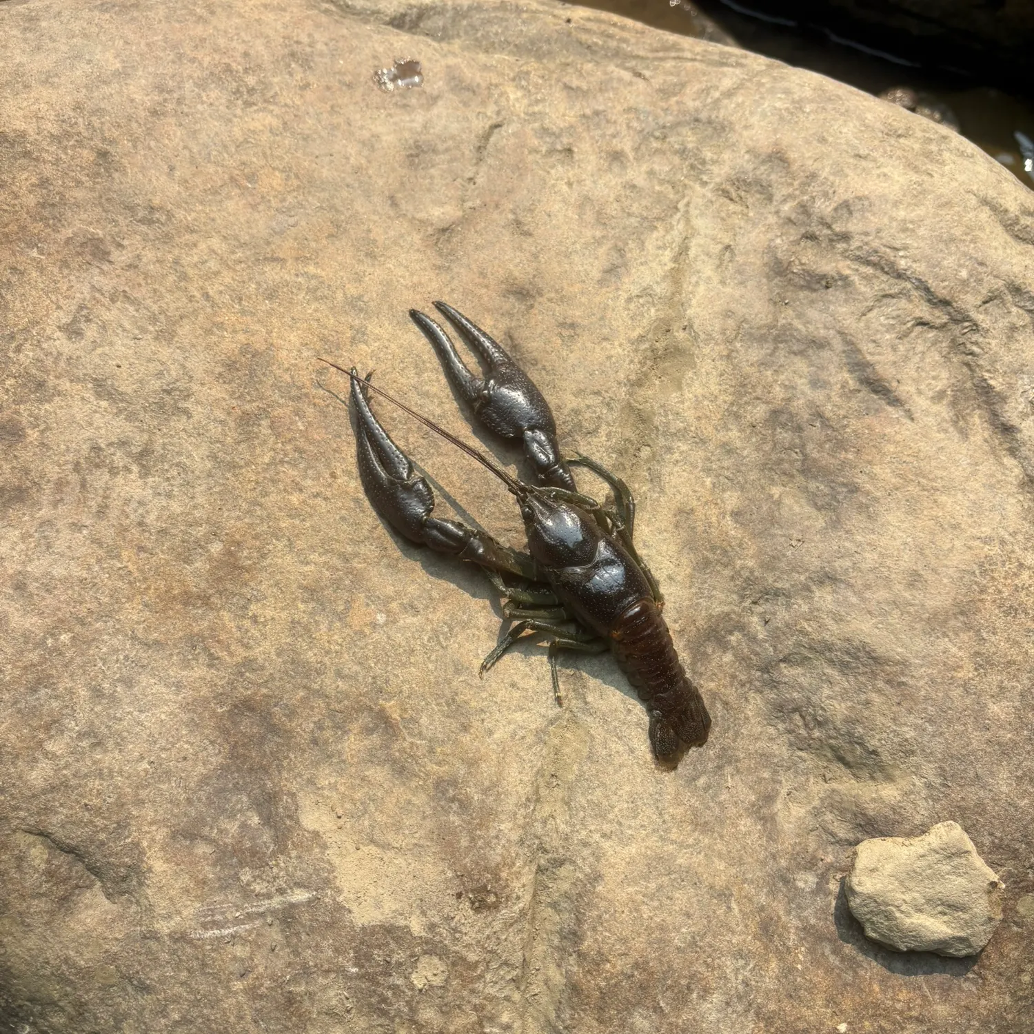 The most recent Rusty crayfish catches on Fishbrain
