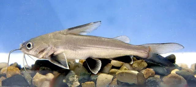 Tete sea catfish