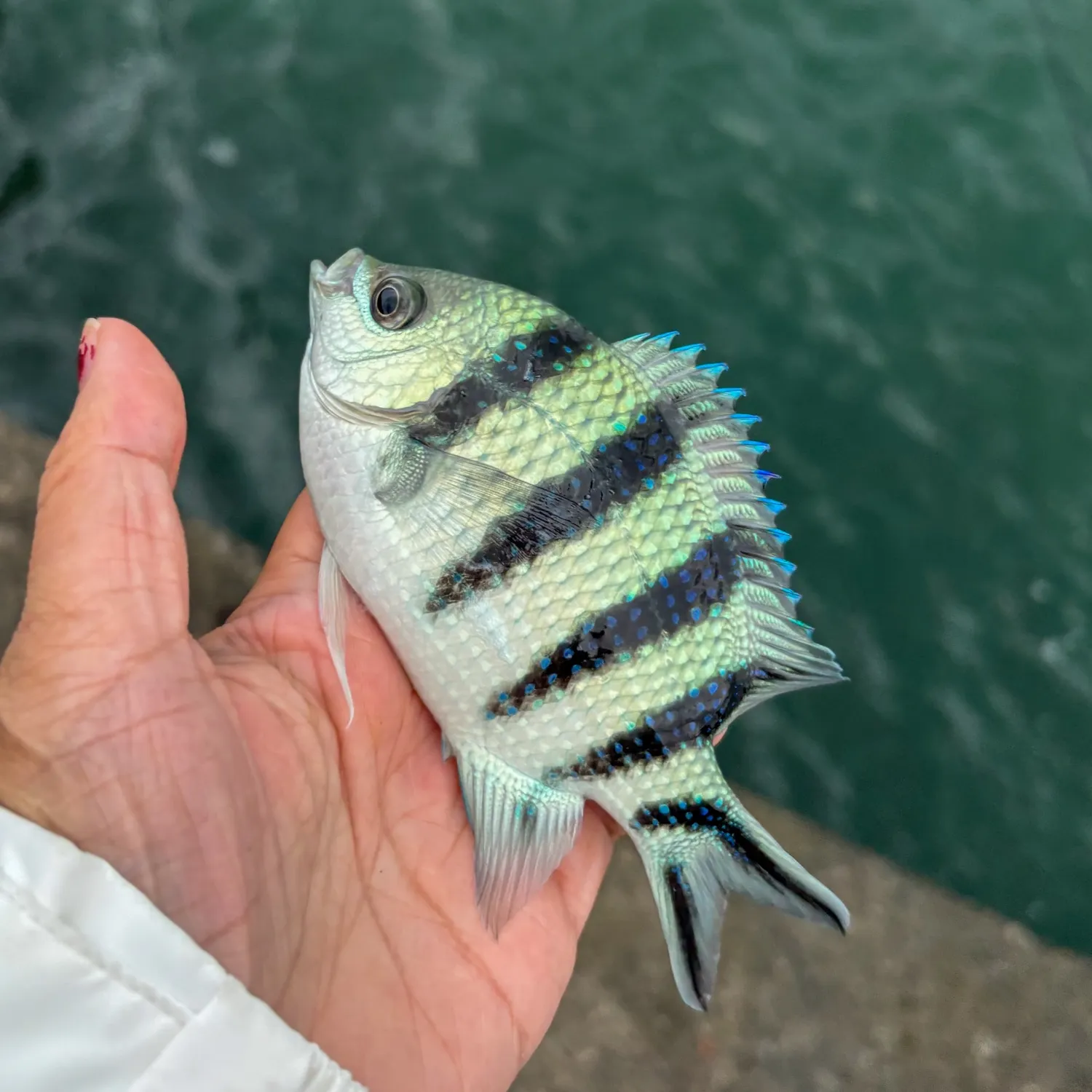 Indo-Pacific sergeant caught on Fishbrain