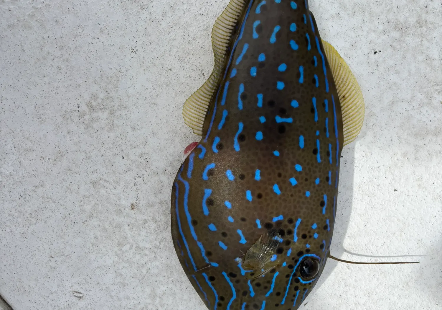 Scrawled filefish