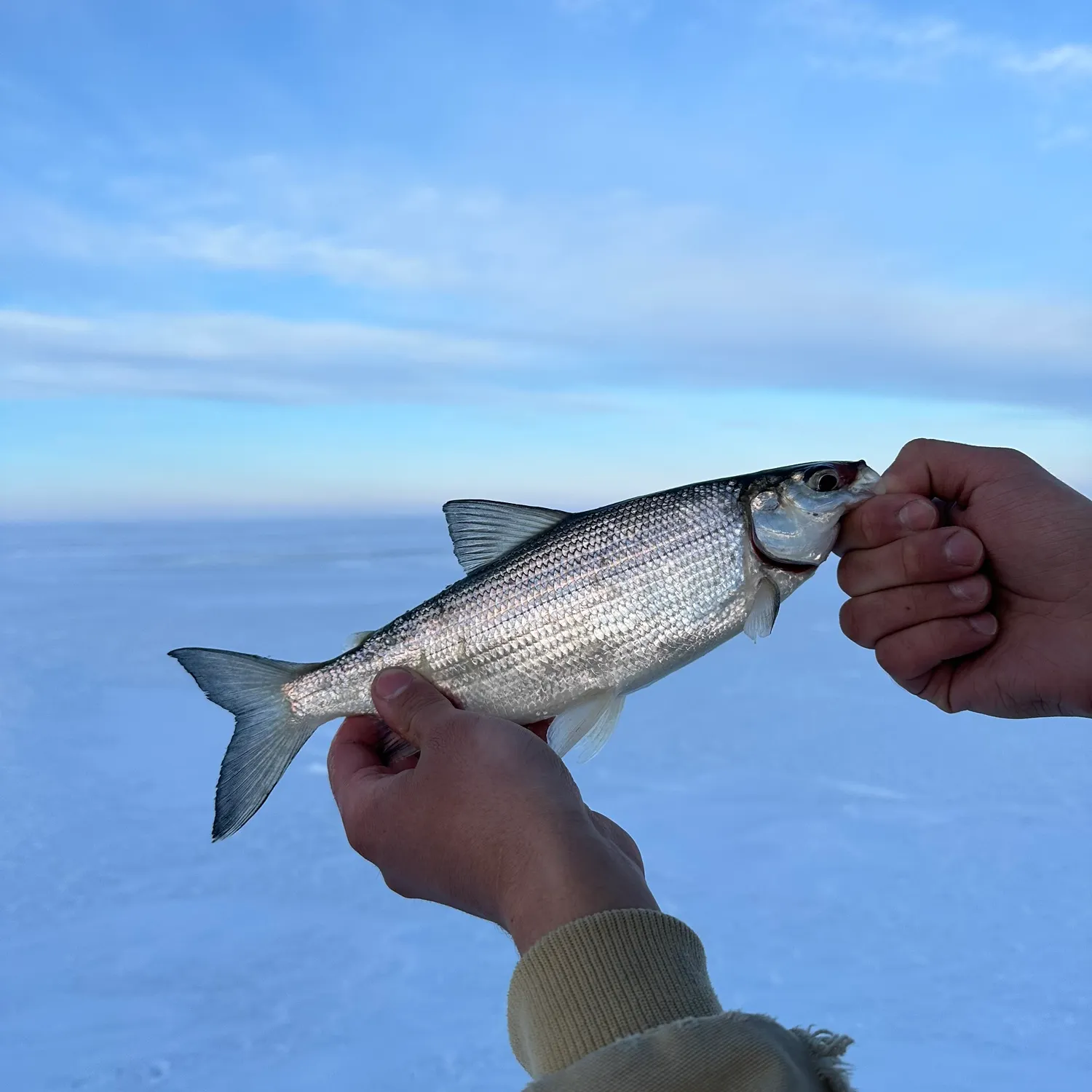 The most recent Northern cisco catches on Fishbrain