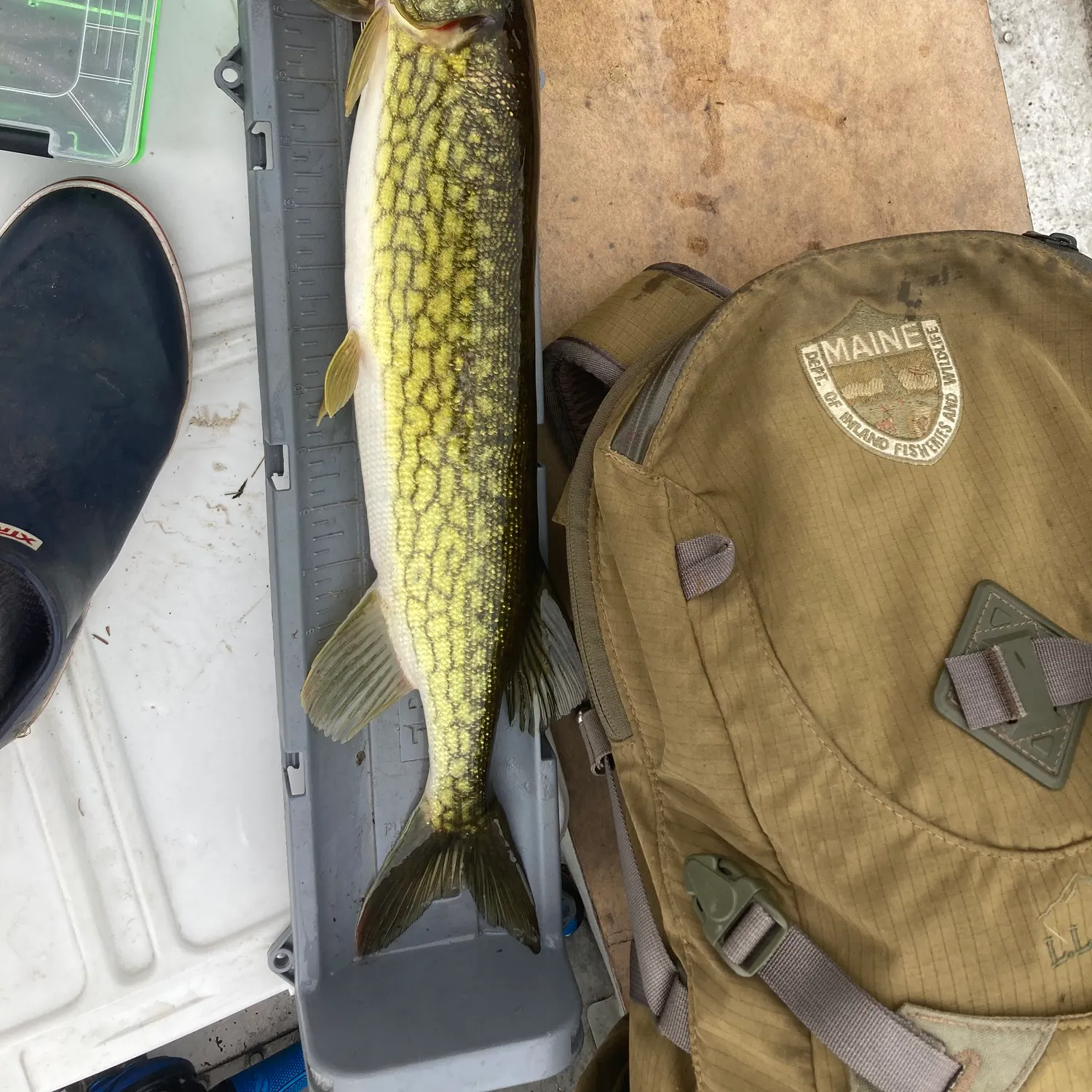 recently logged catches