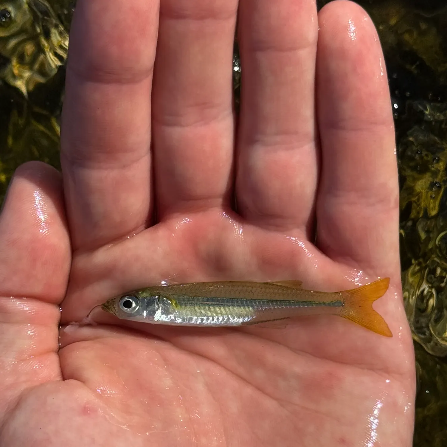 The most recent Tidewater silverside catches on Fishbrain