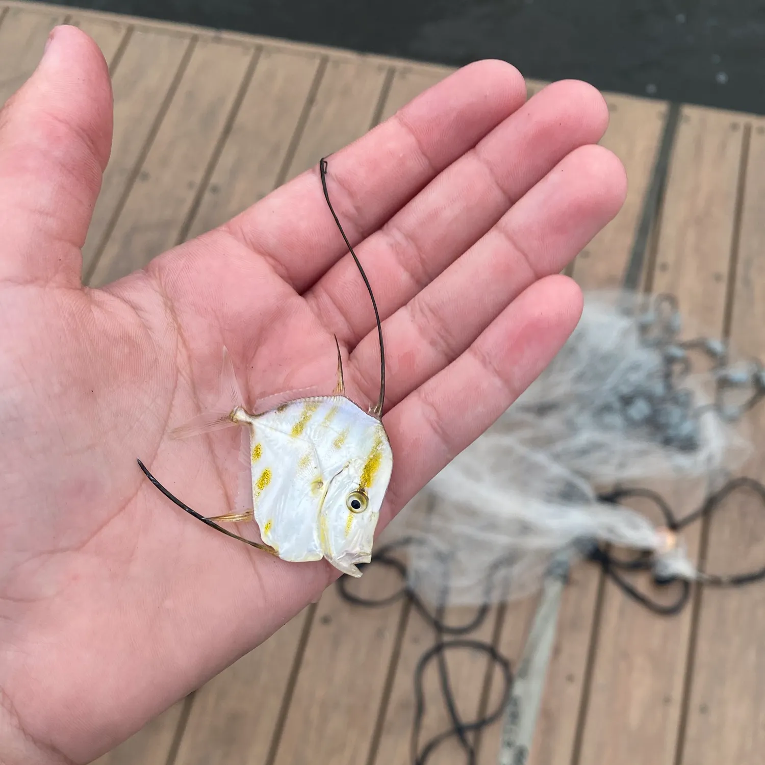 The most recent Lookdown catches on Fishbrain