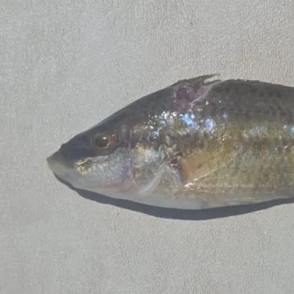 The most recent East Atlantic peacock wrasse catches on Fishbrain