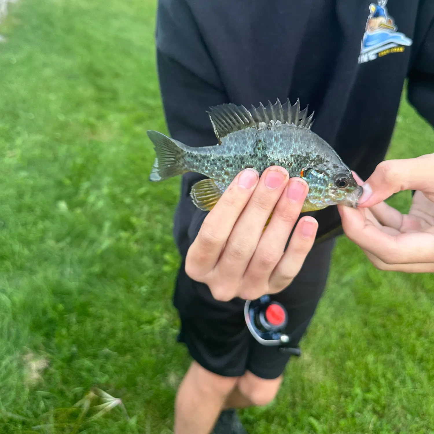 Pumpkinseed caught on Fishbrain