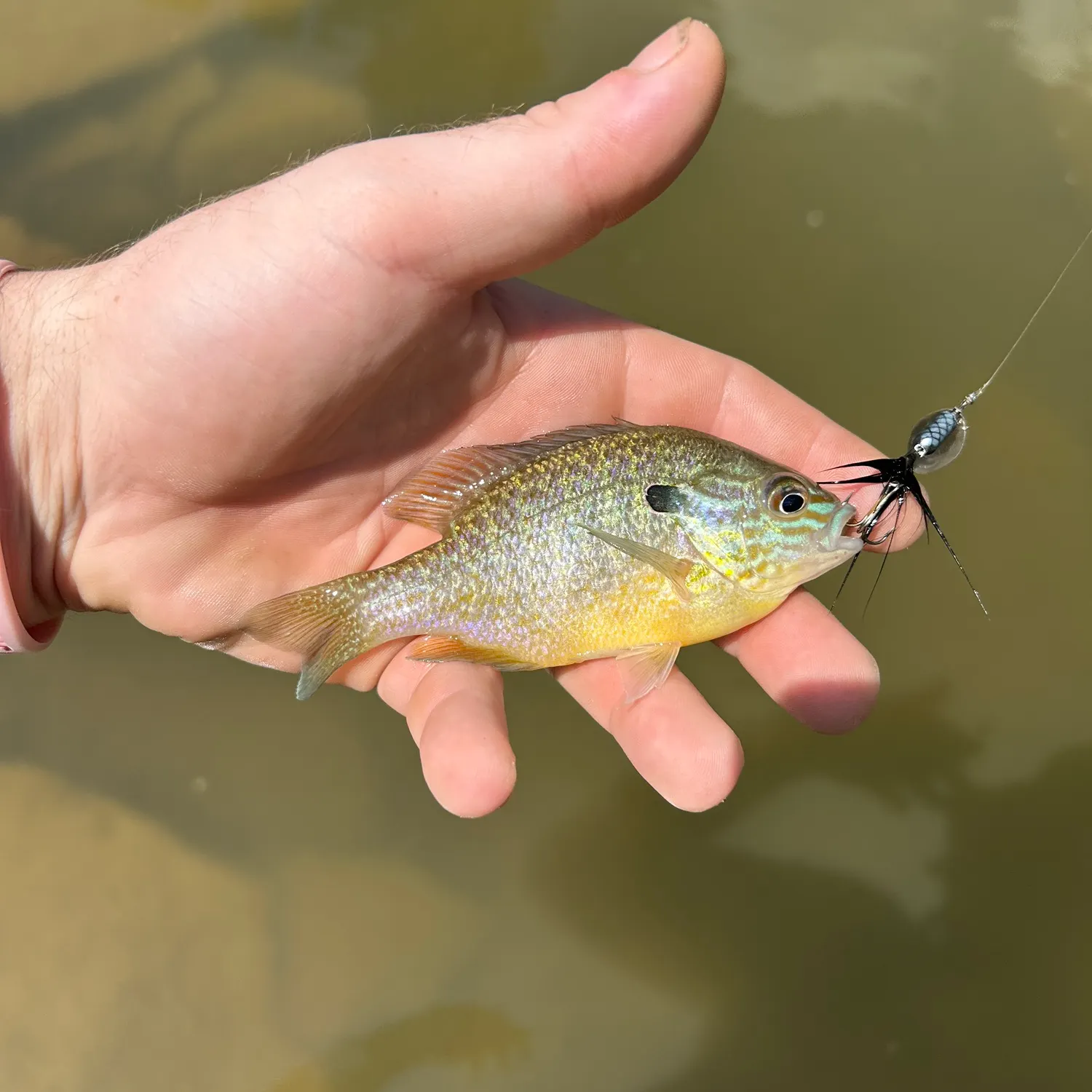 The most recent Dollar sunfish catches on Fishbrain