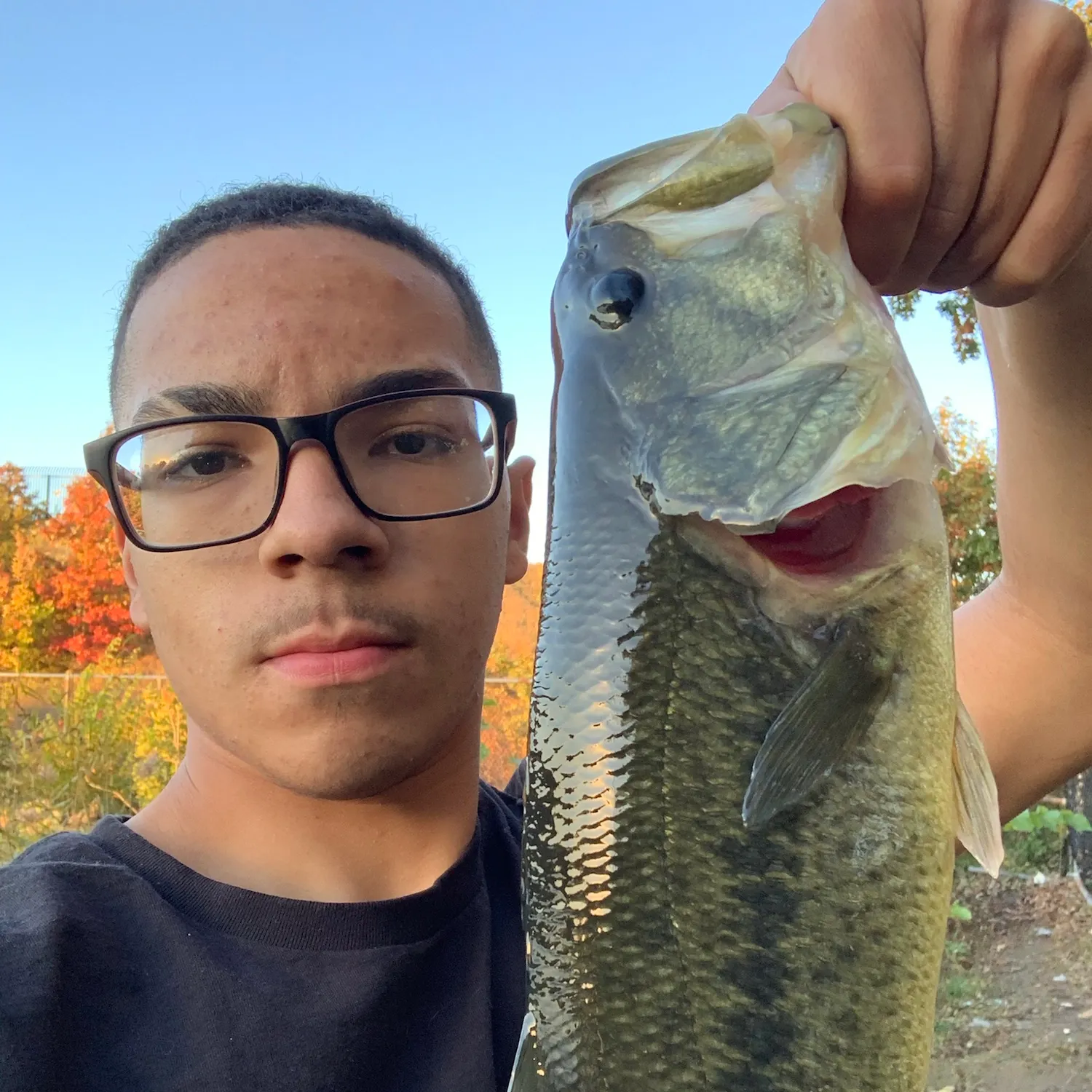 Largemouth bass caught on Fishbrain