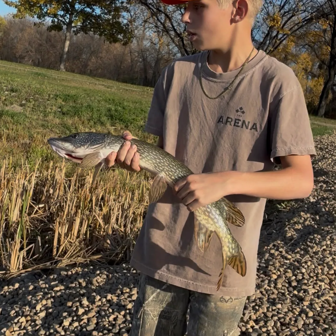 Northern pike caught on Fishbrain
