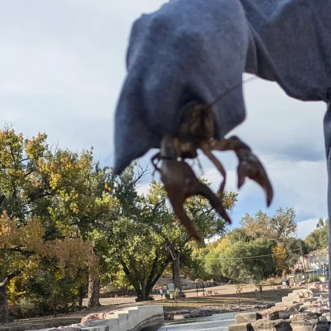 The most recent Rusty crayfish catches on Fishbrain