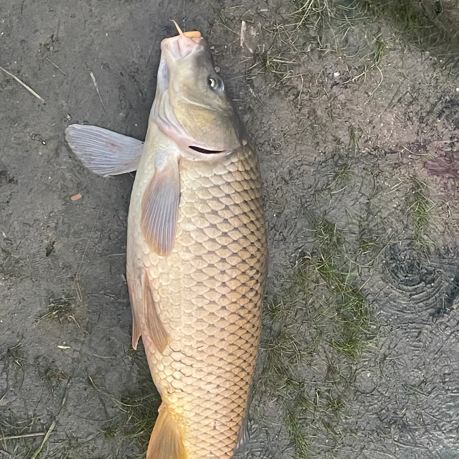 most liked catch image