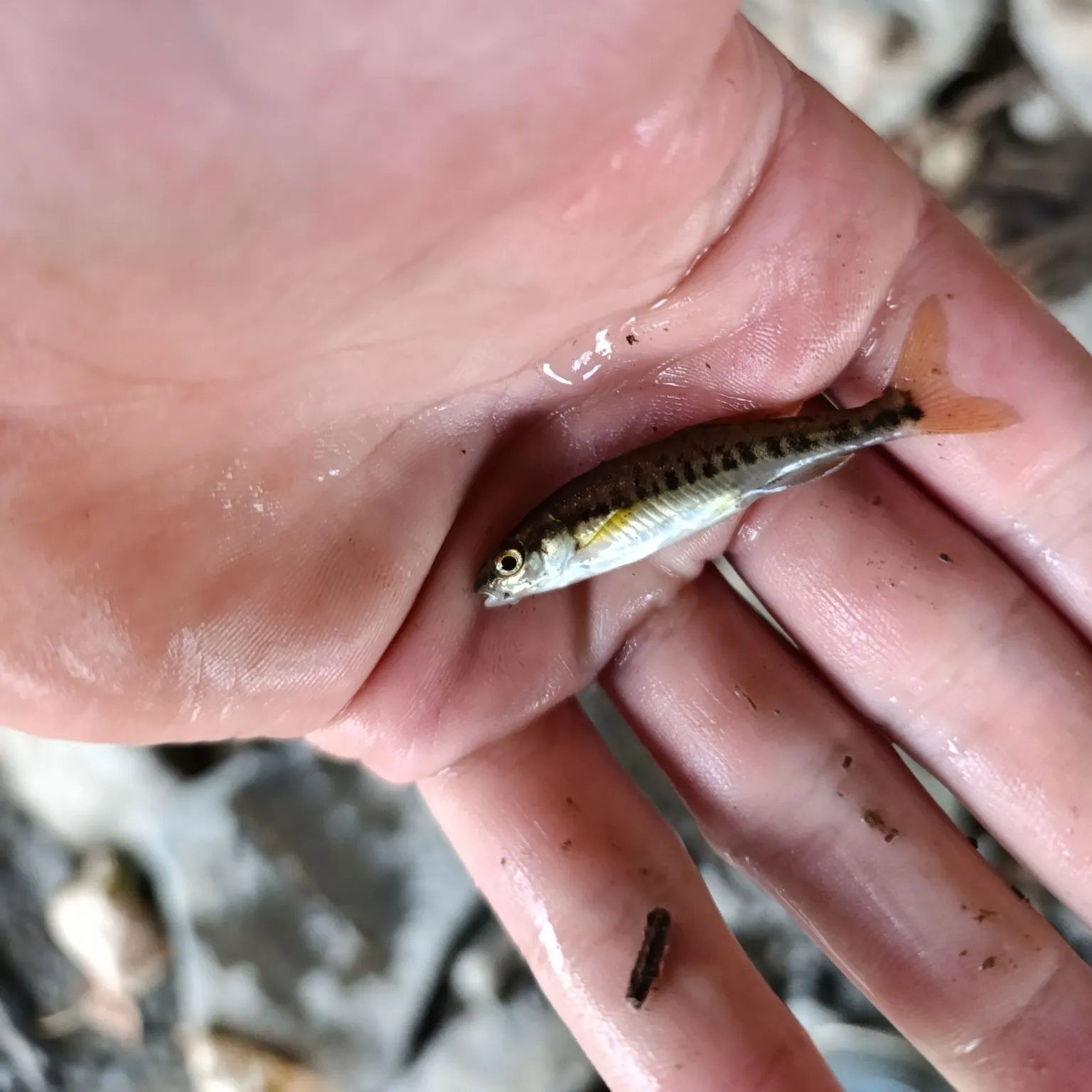 Eurasian minnow caught on Fishbrain