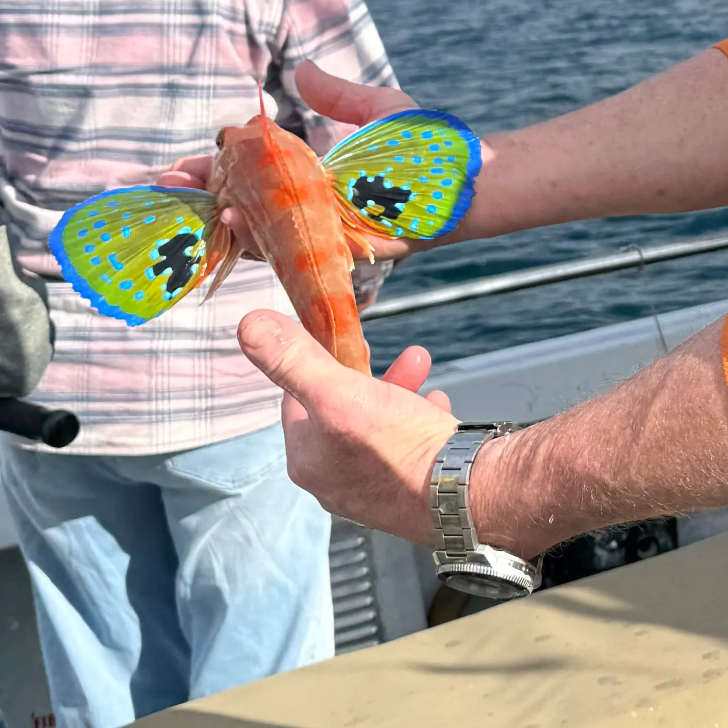 The most recent Flying gurnard catches on Fishbrain