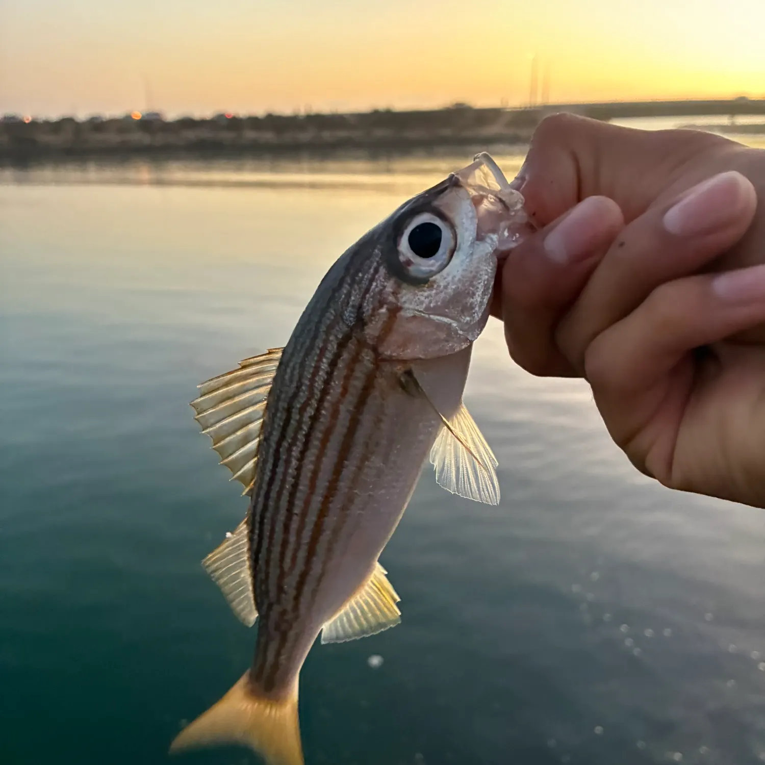 The most recent Salema porgy catches on Fishbrain