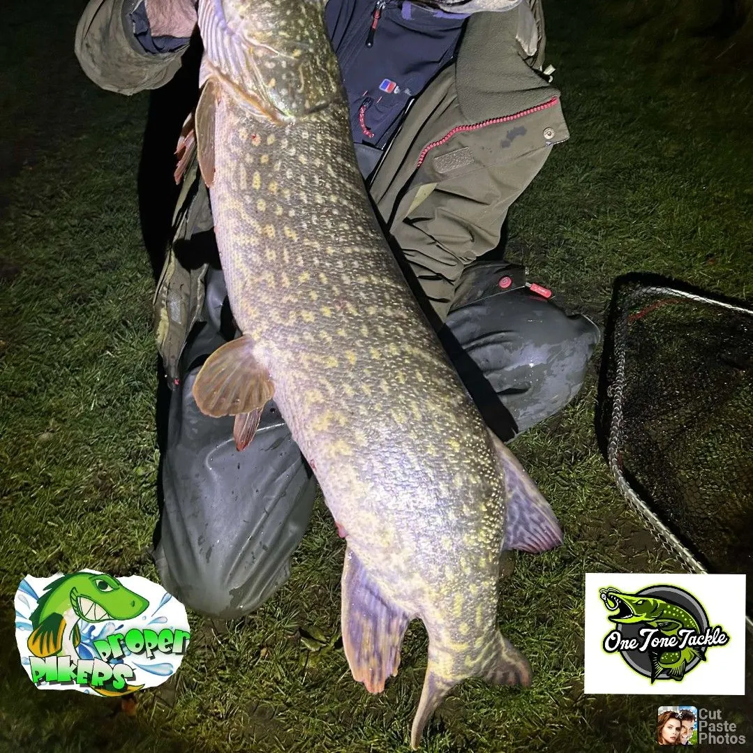 Northern pike caught on Fishbrain