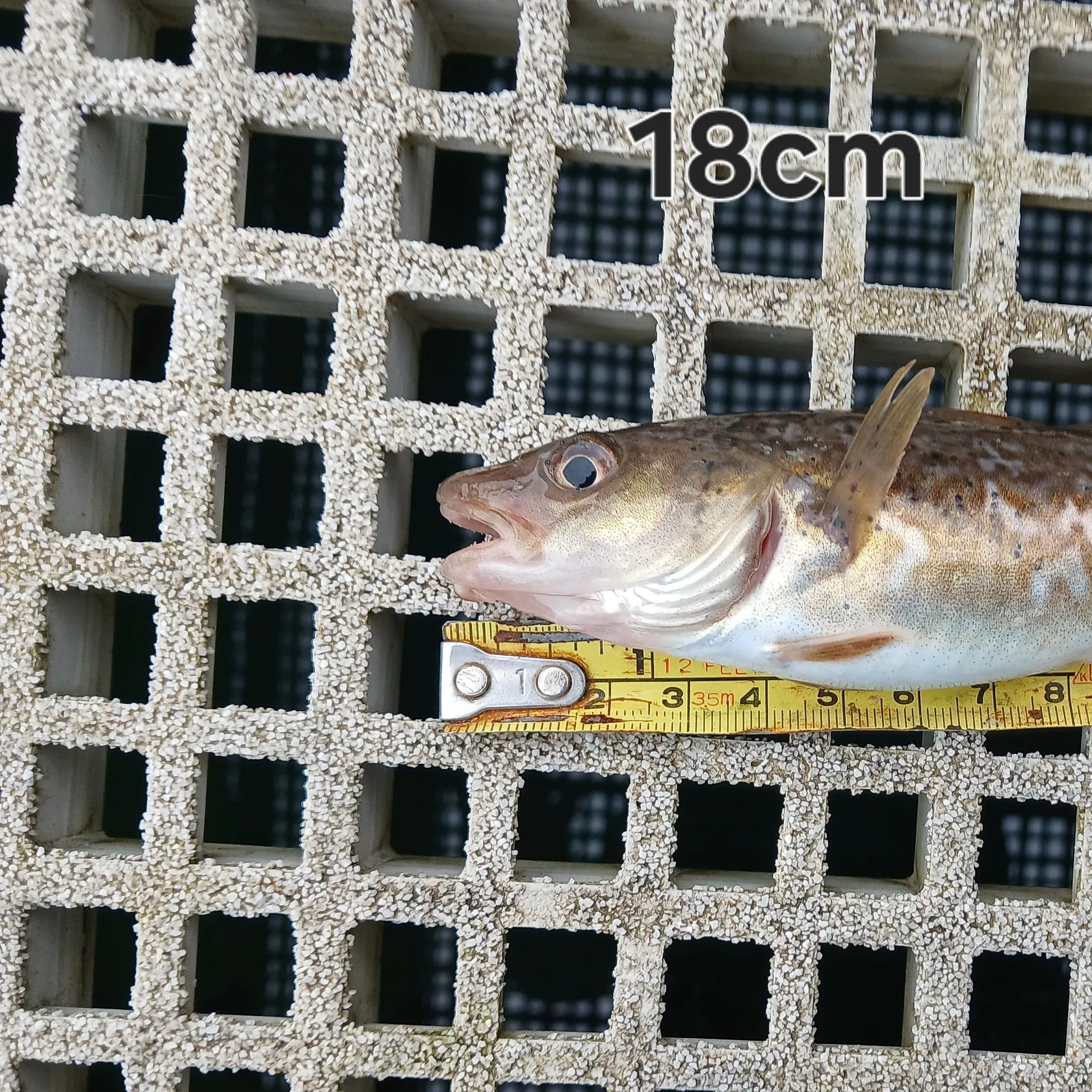 The most recent Pouting catches on Fishbrain