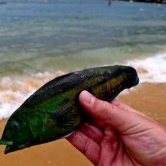 most liked catch image