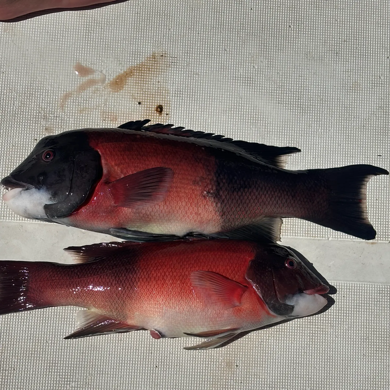 The most recent California sheephead catches on Fishbrain