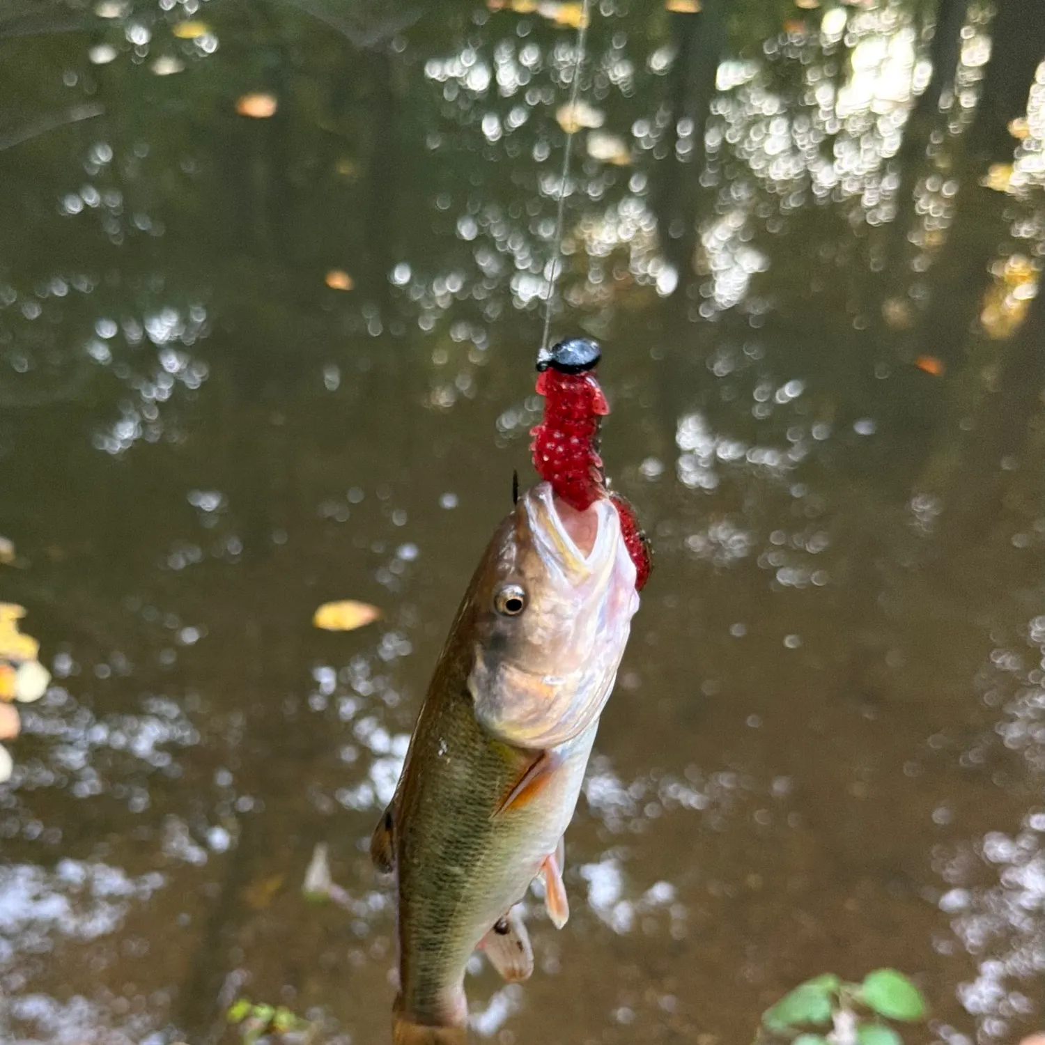 The most recent Creek chub catches on Fishbrain