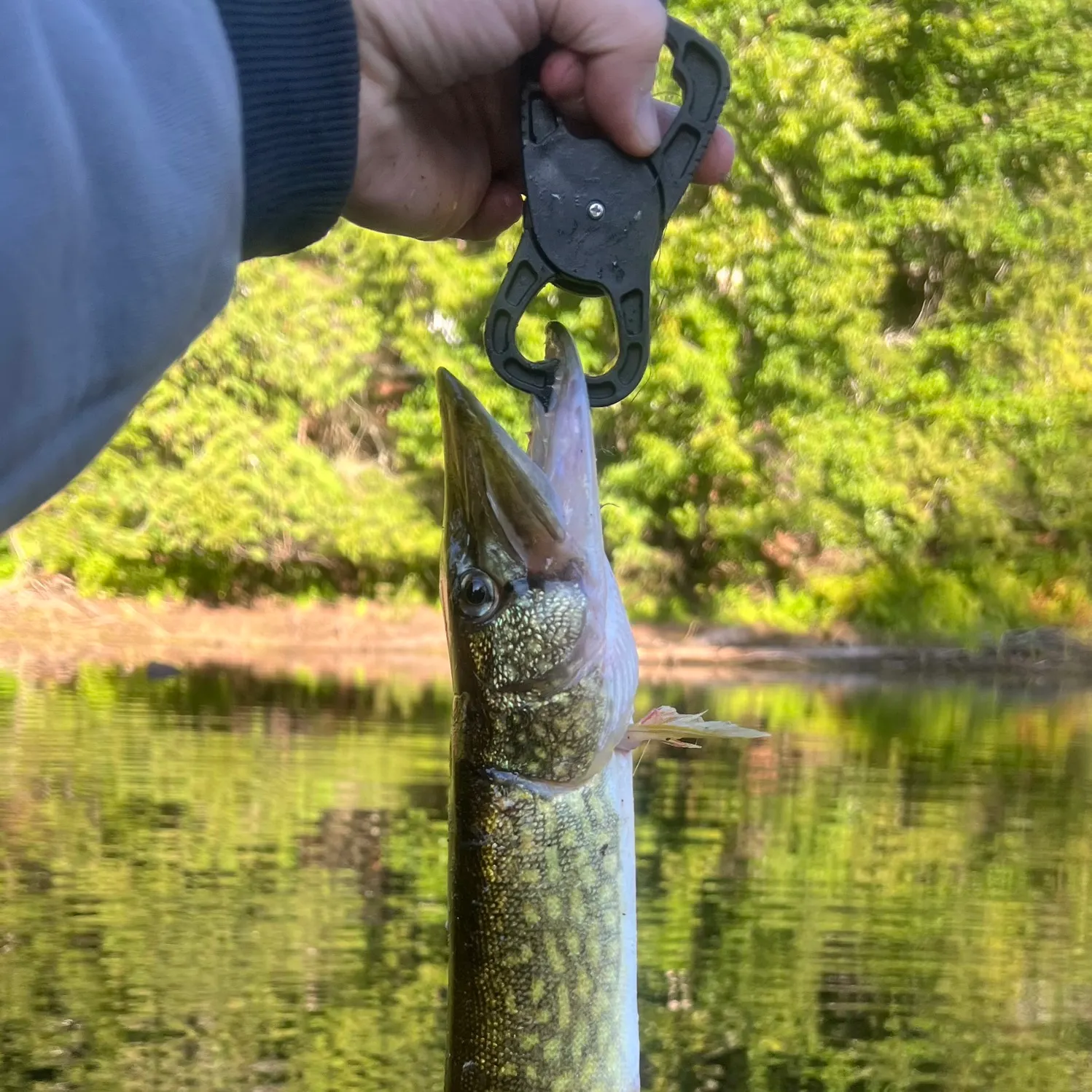 Chain pickerel caught on Fishbrain