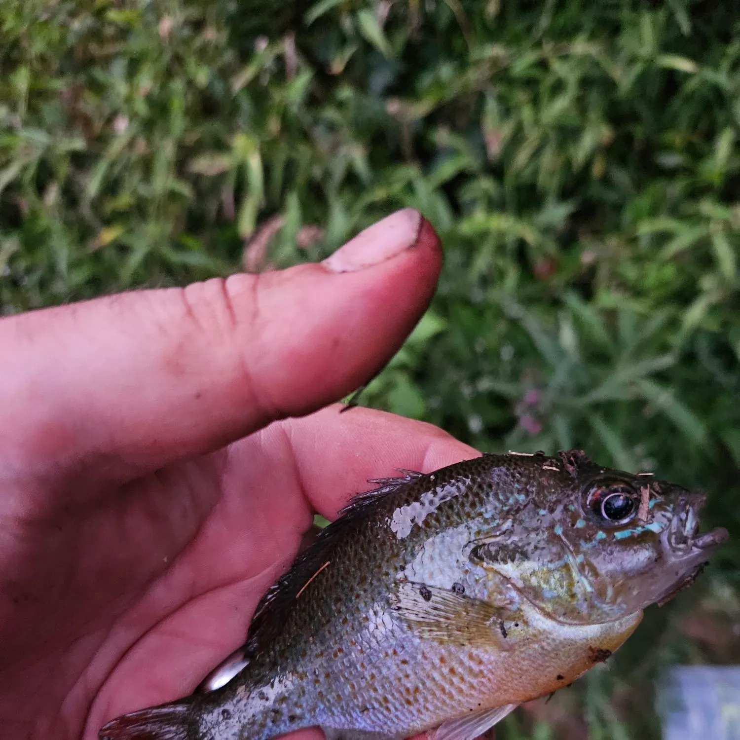 Redbreast sunfish caught on Fishbrain