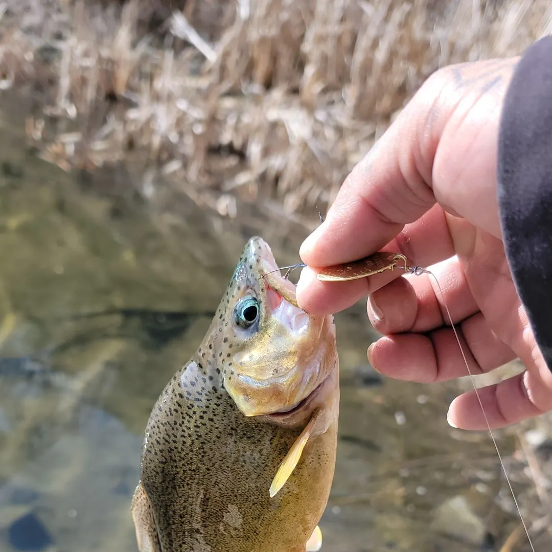 The most recent Gila trout catches on Fishbrain