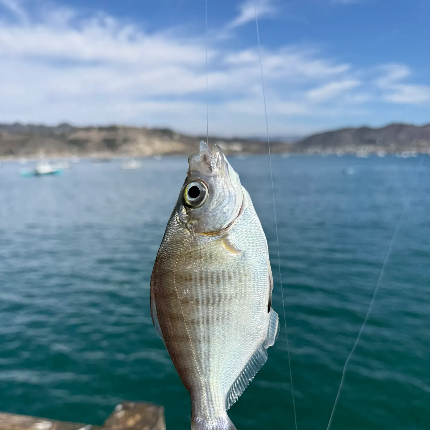 The most recent Walleye surfperch catches on Fishbrain