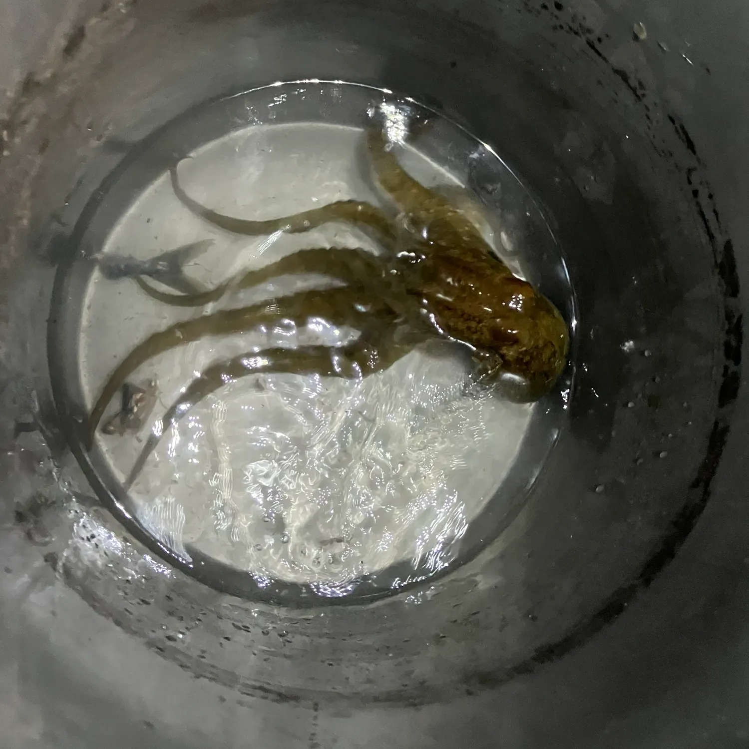 The most recent California two-spot octopus catches on Fishbrain
