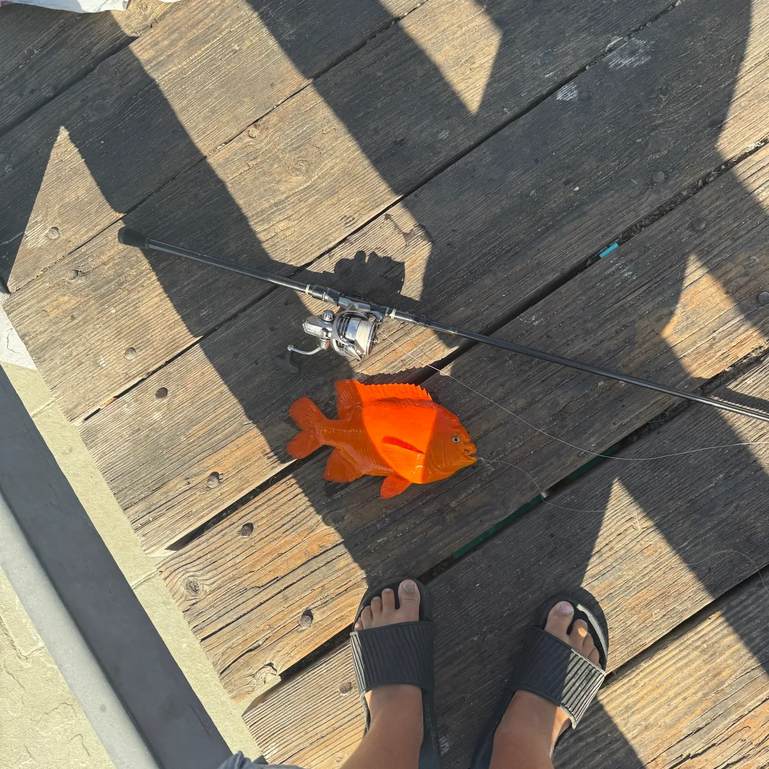 The most recent Garibaldi damselfish catches on Fishbrain