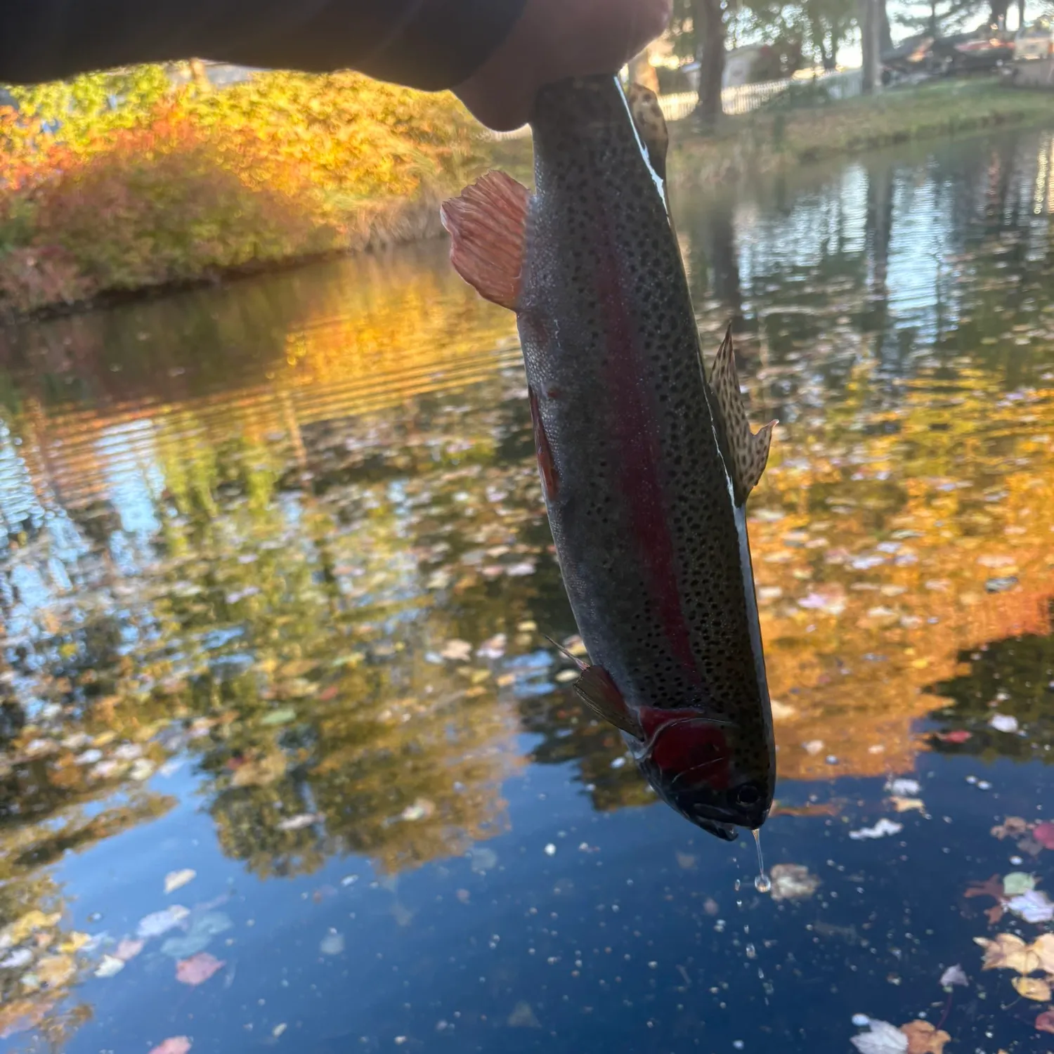 Rainbow trout caught on Fishbrain