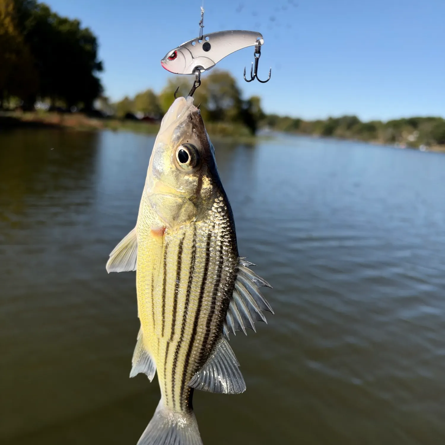 Yellow bass caught on Fishbrain