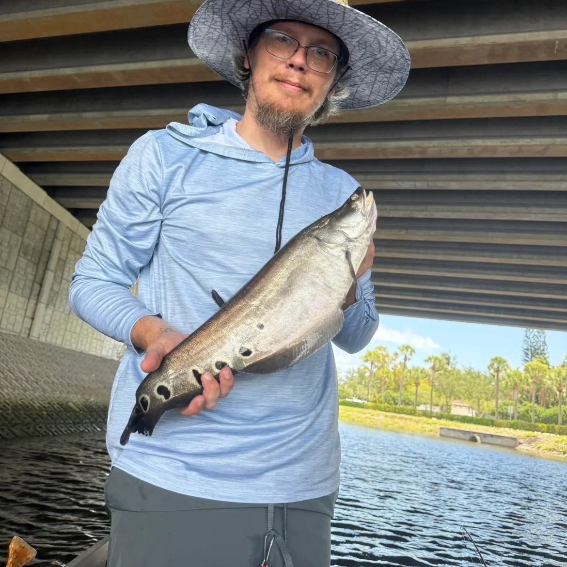 The most recent Clown knifefish catches on Fishbrain