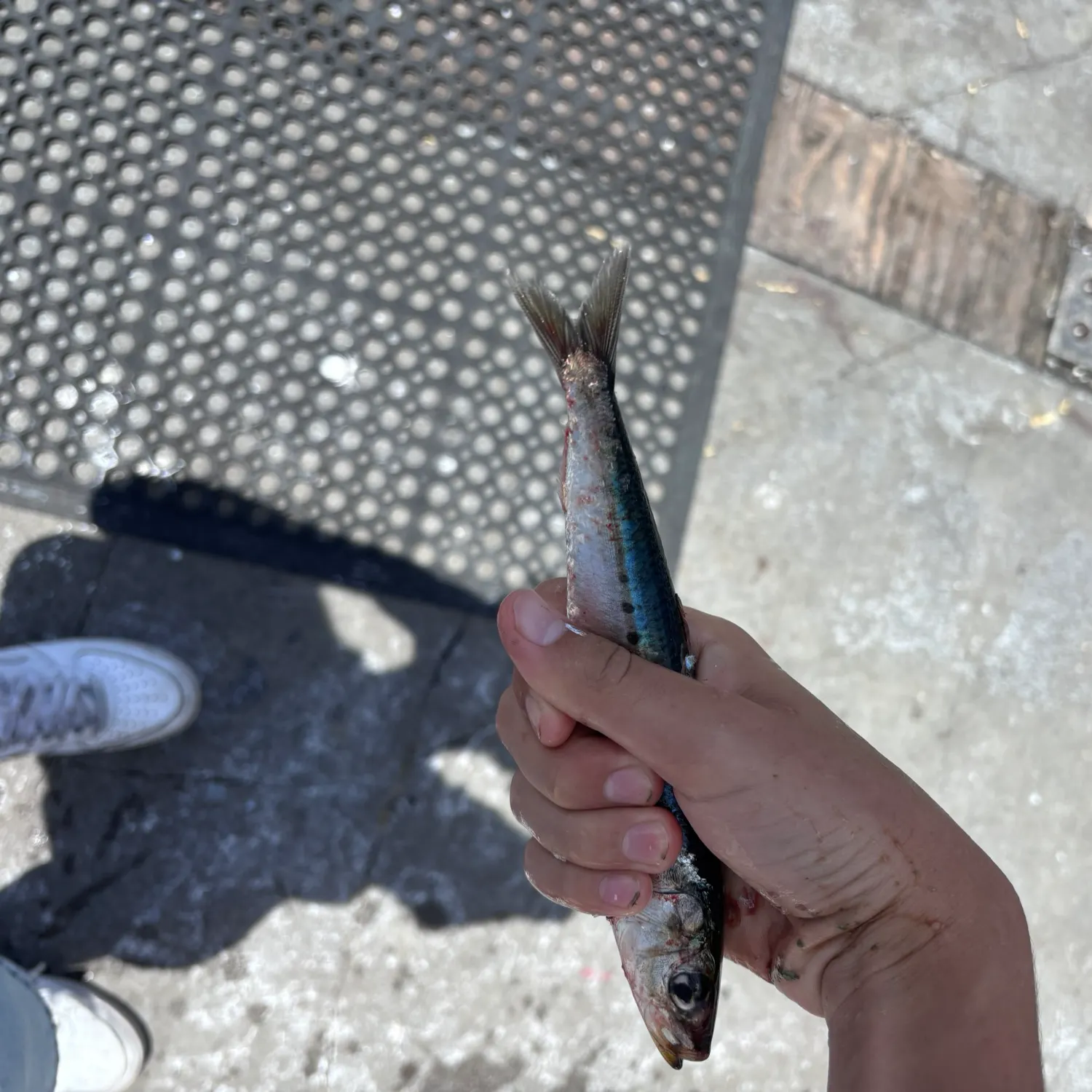 The most recent Pacific sardine catches on Fishbrain