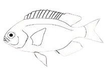Western scalyfin