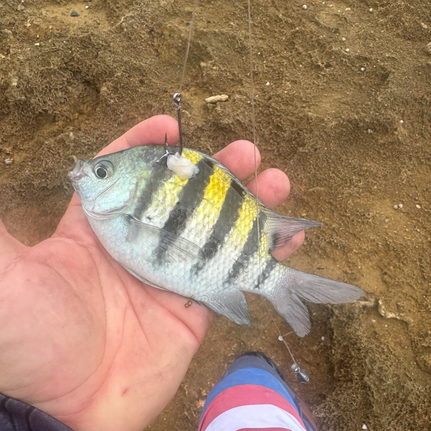 The most recent Indo-Pacific sergeant catches on Fishbrain